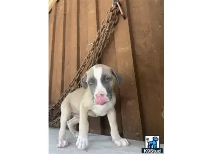 a american bully dog with a large bone in its mouth